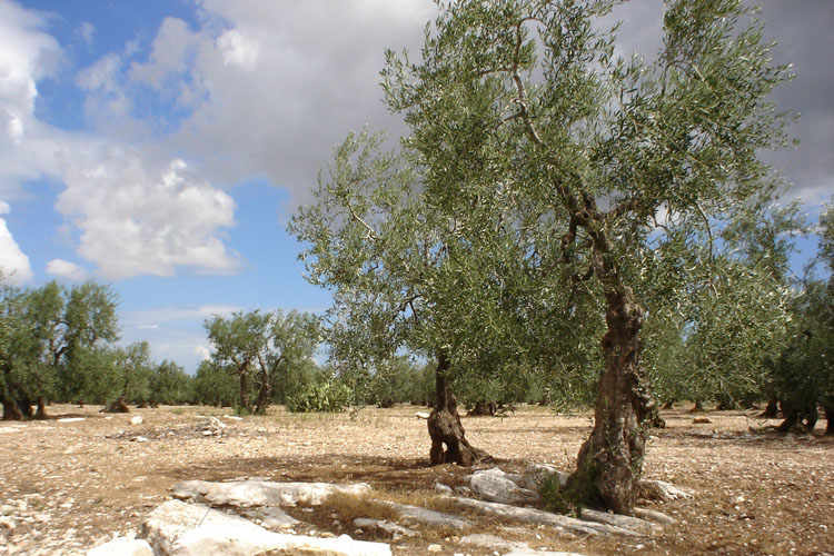 Bisceglie’s Food Jewels